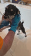 Load and play video in Gallery viewer, Dog Bathing &amp; Grooming Gloves — Easy, Pet Grooming Supplies
